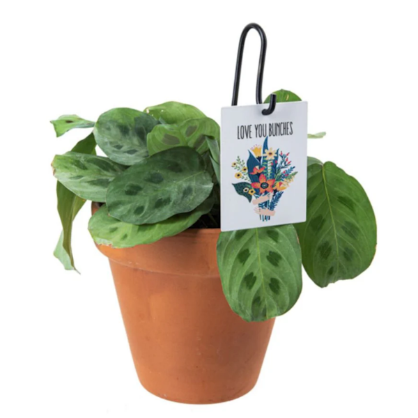 Plant 'n Petal Pick-Plant Greeting (Assorted Styles, sold seperately)