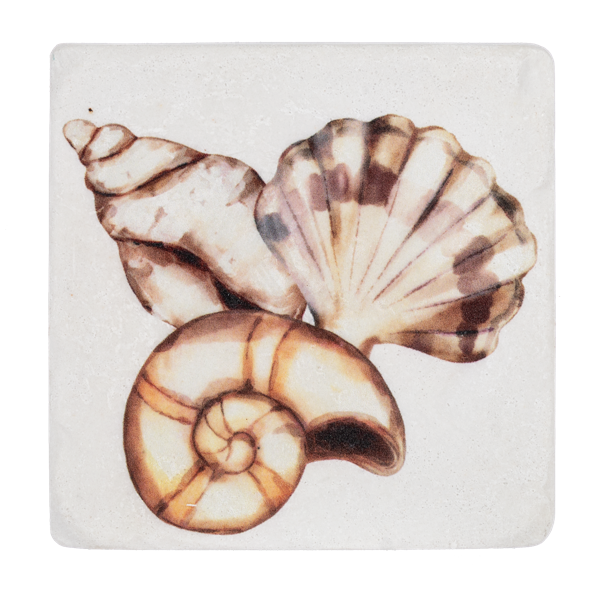 Shell Coaster Set