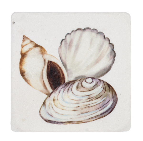 Shell Coaster Set