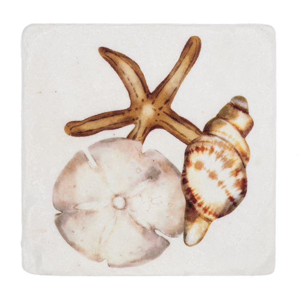 Shell Coaster Set