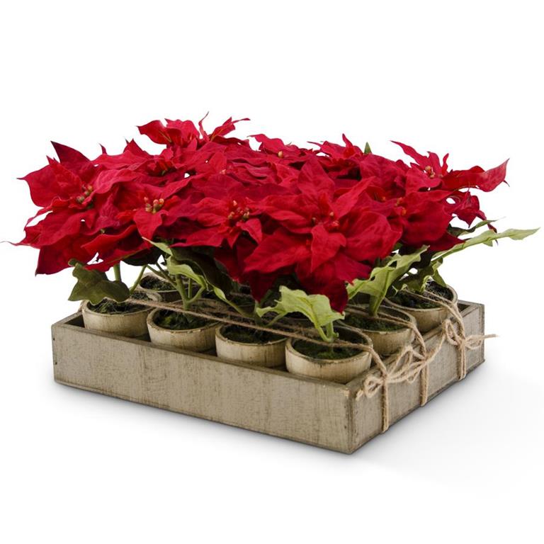 Potted Red Mini Poinsettia