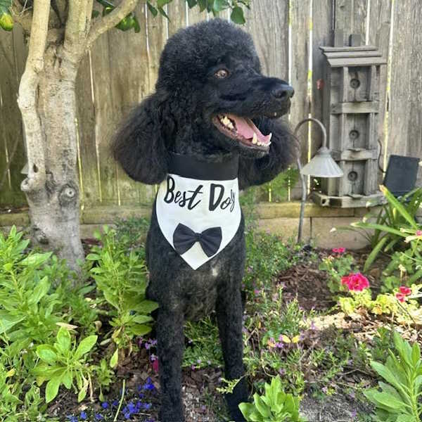 Best Dog-Dog Collar Wedding Bandana