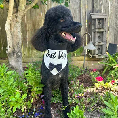 Best Dog-Dog Collar Wedding Bandana