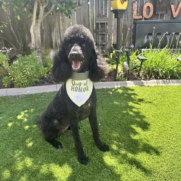 Dog of Honor-Dog Collar Wedding Bandana