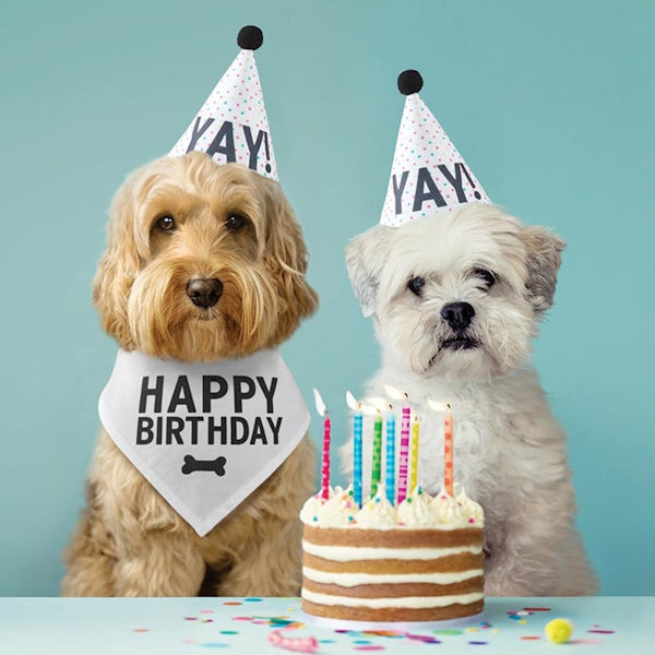 Pet Birthday Book Box- Calling All Party Animals