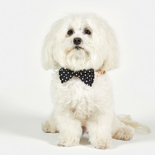 Pet Bow Tie-Assorted Patterns, sold seperately