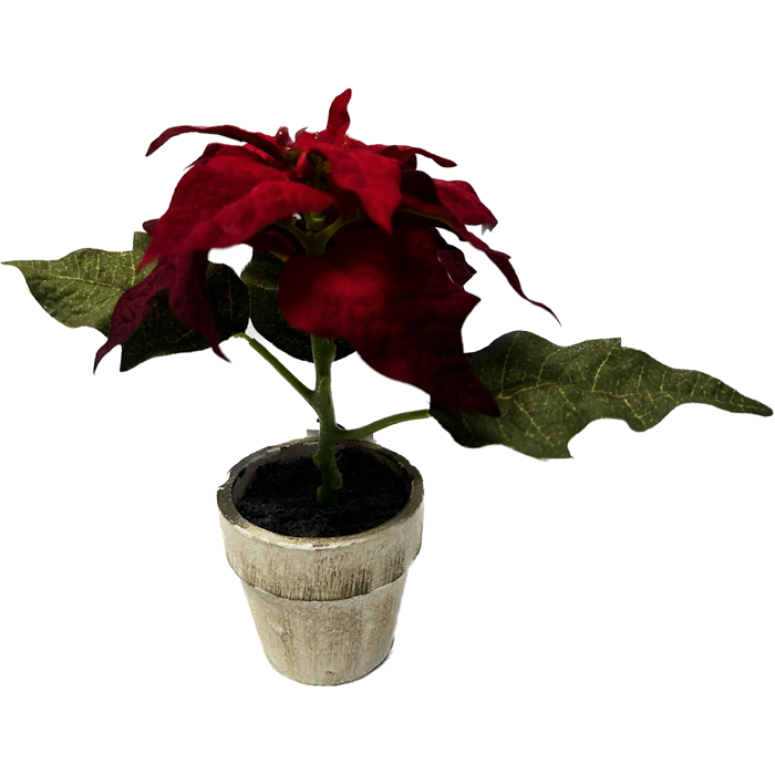 Potted Red Mini Poinsettia