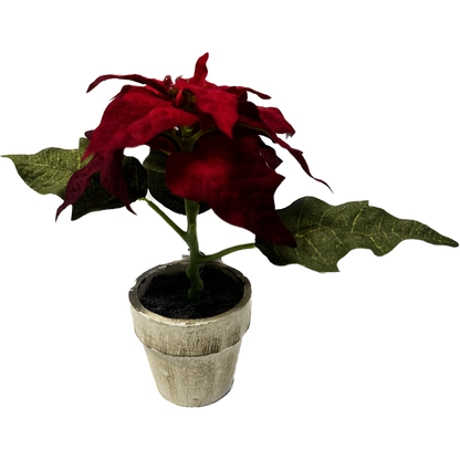 Potted Red Mini Poinsettia