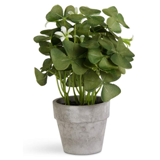 Potted Oxalis